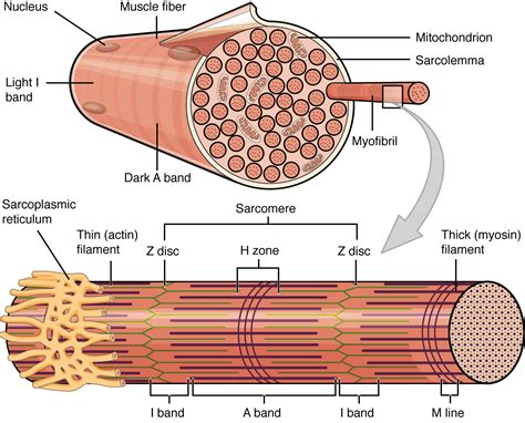 skeletal muscle anatomy physiology