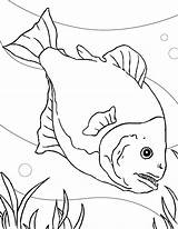 Piranha Coloring Fish Tank Special Orangutan Pages Printable Netart Designlooter Getcolorings Print Color 776px 97kb sketch template
