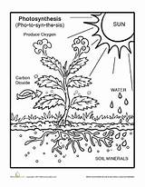 Photosynthesis Grade Kids Coloring Science Worksheet Worksheets Life Printable Pages Plants Nature Drawing Plant Education Teaching Clipart 6th Curriculum Third sketch template