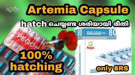Artemia Artemia Hatching Artemia Cyst Hatching Artemia Capsules