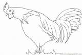 Rooster Hens Chicks Roosters Coloring Printable Birds Color sketch template