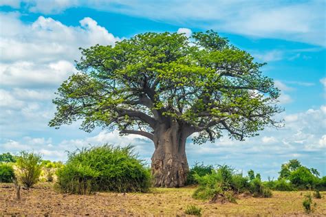 baobab baum der afrikanische wunderbaum plantura
