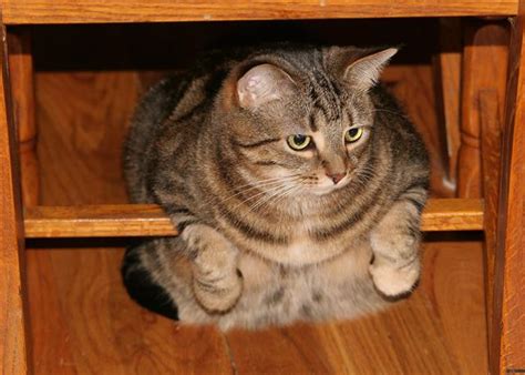 One Fat Tabby Cat Amanda