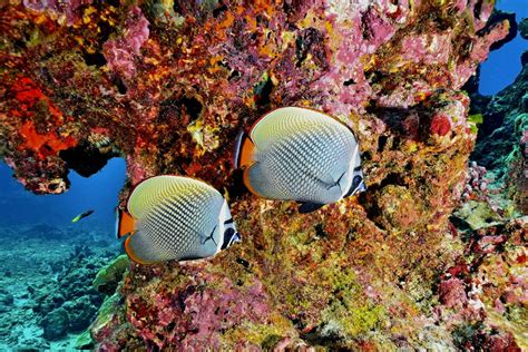 scuba diving  thailand dive sites   canut  scholarly faith
