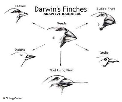 Darwin S Finches And Natural Selection Biology Online Tutorial