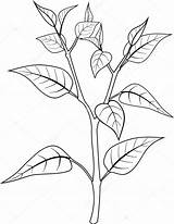 Colorear Planta Medicinales Kleurplaat Hoja St2 Mewarn15 sketch template
