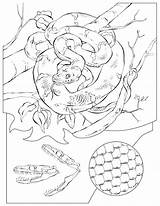 Rattlesnake Geographic Serpiente Didattica Disegno Designlooter Coloringhome Coloringbay sketch template