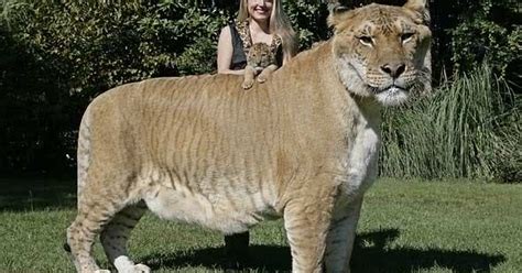 Liger Mixed Between Lion And Tiger Daily Globe Times