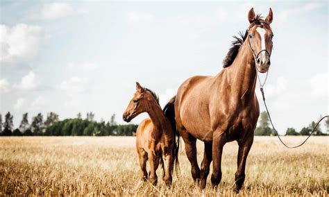 beautiful horse photography