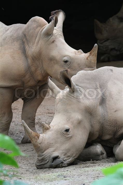 shot  rhinos  captivity stock image colourbox