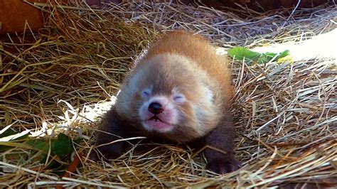 zeldzame rode panda geboren  safaripark beekse bergen nunl