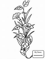 Lily Coloring Pages Calla Flower Water Drawing Getcolorings Getdrawings Paintingvalley Printable sketch template