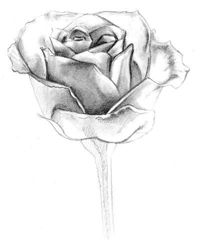 10 Hermosos Dibujos De Rosas A Lápiz Dibujos A Lapiz