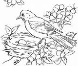 Nest Bird Drawing Pages Colouring Getdrawings sketch template