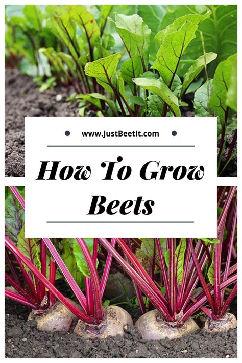 grow beets   garden  beet  growing beets