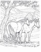 Cavalli Cavallo Animali Adulti Disegnidacolorareperadulti Naturale Paard Volwassenen Cavalos Coloringpagesforadult sketch template
