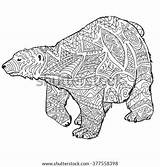 Coloring Adult Bear Polar Pages Zentangle Stress Anti Shutterstock Vectors Drawn Illustration Vector Hand Sketch Stock High Footage Illustrations Music sketch template