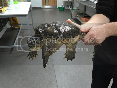 Nw England Common Snapping Turtle Reptile Forums