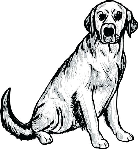 labrador puppy coloring pages  getdrawings