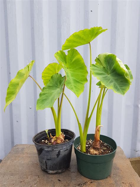 taro urban seedling