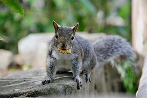 false teeth  squirrels flickr photo sharing