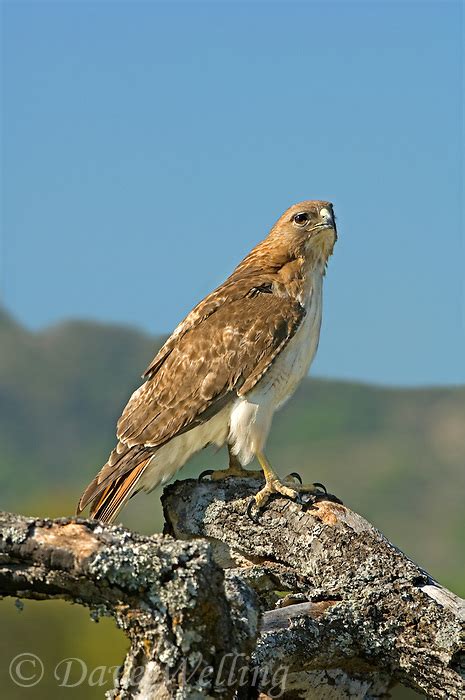 Red Tailed Hawks Buteo Jamaicensus Are The Most Common Large Raptor In