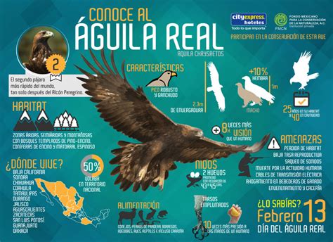 Águila Real Emblema De Los Mexicanos Quiere Seguir Volando