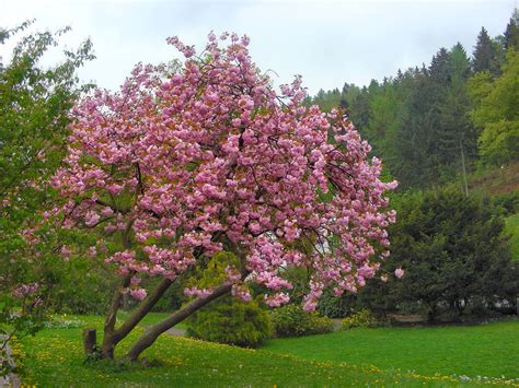 japanische bluetenkirsche prunus serrulata foto bild pflanzen