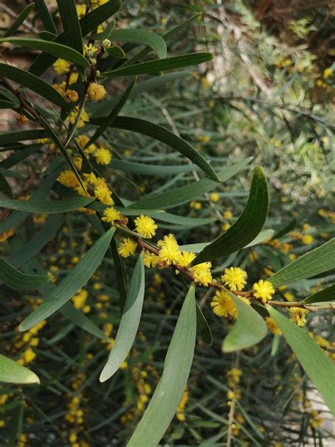 acacia iteaphylla seed bell garden companywholesale plant seeds