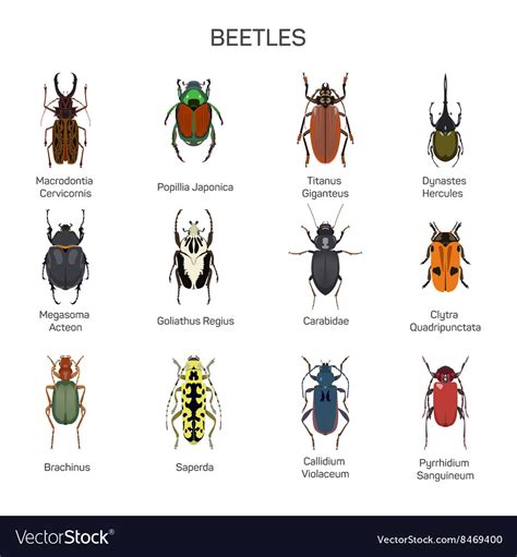 bugs set  flat style design  royalty  vector