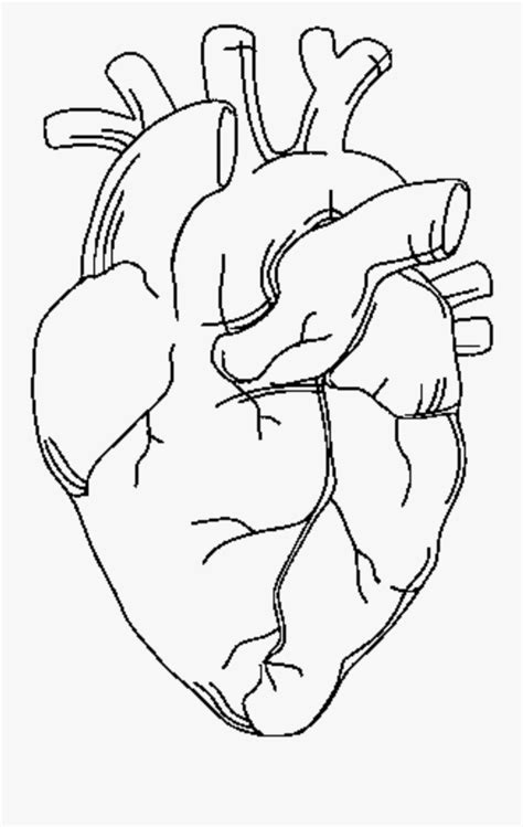 anatomy   heart coloring pages kids