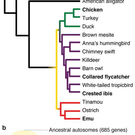 Chicken W Chromosome Genes Are Broadly Expressed Across Adult Somatic