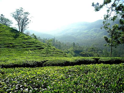photo tea plantation tea plantation india hills green hippopx