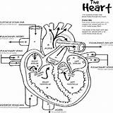 Coloring Cardiovascular System Pages Getcolorings Diagram Heart Kids sketch template