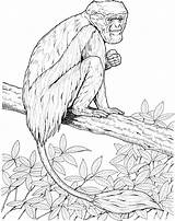 Monkey Coloring Pages Colobus Zoo Monkeys Colouring Howler Activities Drawing Pyrography Animal Lemur Patterns Sketch Printable Drawings Template Print Primate sketch template