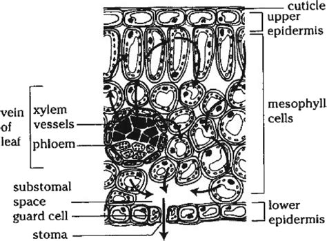 internal structure  leaf  scientific diagram