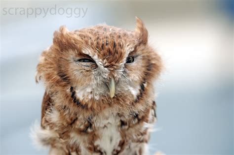 cute owl bored panda