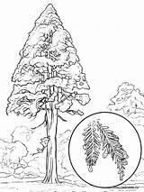 Coloring Sequoia Pages Tree Printable Designlooter Trees Kids Recommended 08kb 1000px sketch template
