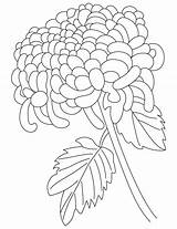 Chrysanthemum Coloring Flower Pages Drawing Henkes Kevin Chrysanthemums Color Getdrawings Getcolorings Printable Excellent sketch template