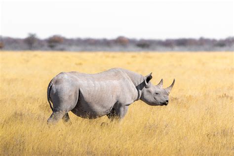 rhino conservation   time  crisis scienceline