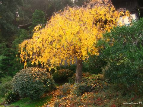 golden tree img jonathan photography flickr