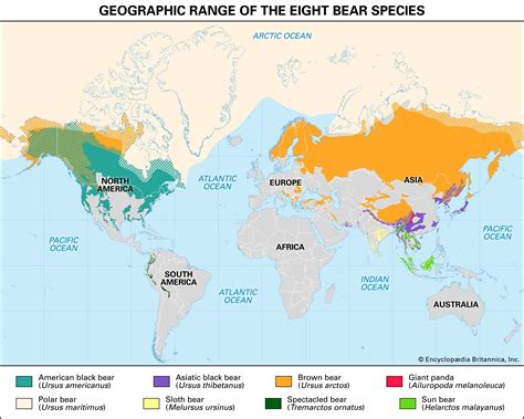 bear types habitat facts britannica