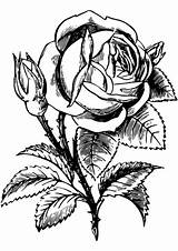 Coloring Rose Pages Printable Flower Roses Drawing Flowers Leaf Print Vector Leaves Categories Book sketch template