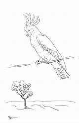 Cockatoo Coloring Pages Crested Sulphur Cockatoos Coloringbay Popular sketch template