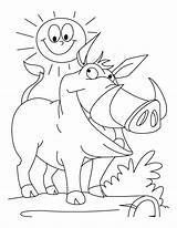 Wild Boar Coloring Pages Smiling Sun Together Hog Razorbacks Arkansas Getdrawings Pig Template sketch template