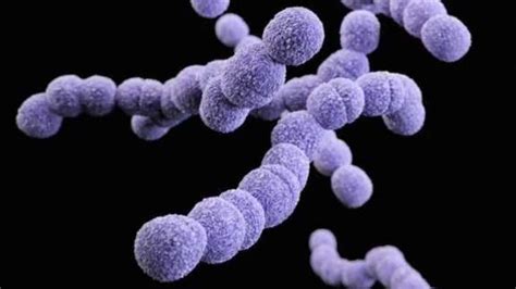 What You Need To Know About Group B Streptococcus