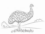 Emu Coloring Designlooter 89kb sketch template