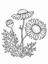 Coloring Chamomile Pages Flower Flowers Colouring Picolour Color sketch template