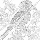 Kookaburra Kingfisher sketch template
