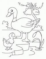 Coloring Duckling Ugly Pages Popular sketch template